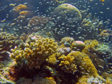 Yer- Mısır, Kızıldeniz, Nuweiba