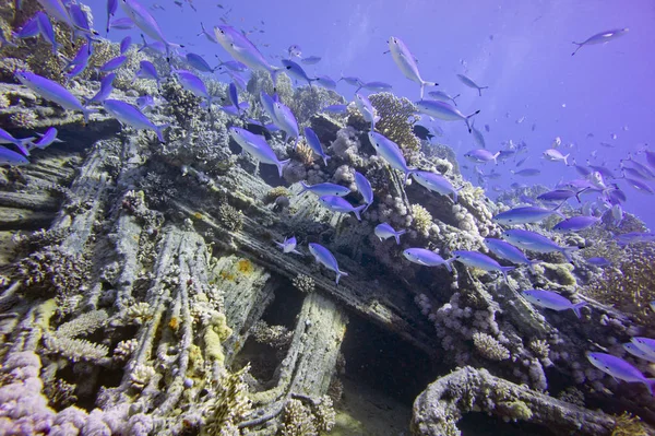 Египет Красное Море Шарм Эль Шейх — стоковое фото