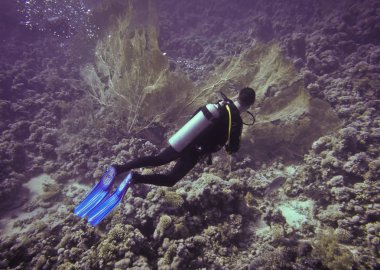 Yer- Mısır, Kızıl Deniz, Sharm El Sheikh
