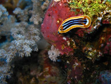 Yer- Mısır, Kızıl Deniz, Sharm El Sheikh