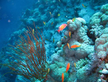 Yer- Mısır, Kızıl Deniz, Sharm El Sheikh