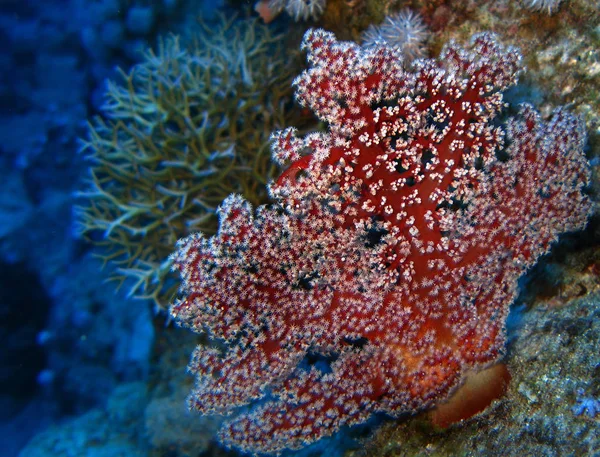 Lokalizacja Egipt Morze Czerwone Sharm Sheikh — Zdjęcie stockowe