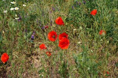 Konum - Rusya, Taman Yarımadası, Azov Denizi, Kuchugury köyünün alanı