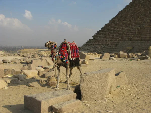 Location Egypt Giza Monument Wonder World — Stock Photo, Image