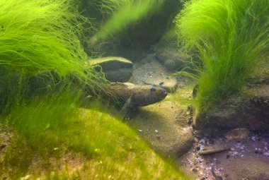 Konum-Krasnodar Bölgesi, Rusya. Azov Denizi sualtı fotoğrafçılığı.