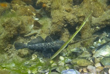 Konum-Krasnodar Bölgesi, Rusya. Azov Denizi sualtı fotoğrafçılığı.