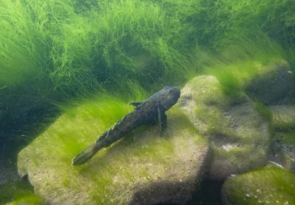 Location-Krasnodar Territory, Russia. Underwater photography of the Sea of Azov. — Stock Image Location Krasnodar Territory Russia Underwater Photography Sea Azov Stock Picture