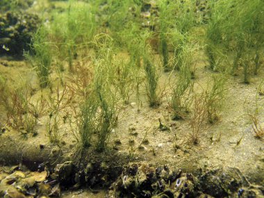 Konum-Krasnodar Bölgesi, Rusya. Azov Denizi sualtı fotoğrafçılığı.