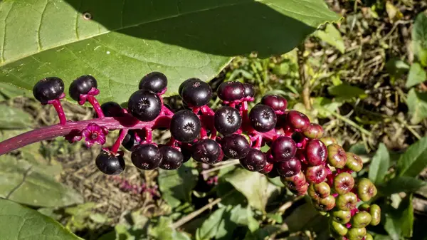 Lakonos Phytolacchus Uma Planta Que Foi Trazida América Para Rússia — Fotografia de Stock