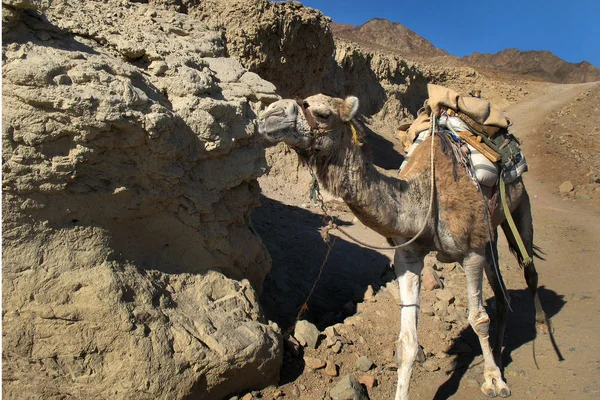 Plats Egypten Sinaihalvön — Stockfoto