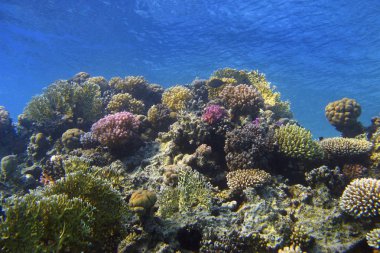 Yer Mısır, Sharm El Sheikh. Kızıl Deniz 'in inanılmaz dünyası.