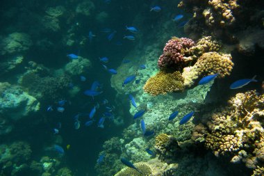 Yer Mısır, Sharm El Sheikh. Kızıl Deniz 'in inanılmaz dünyası