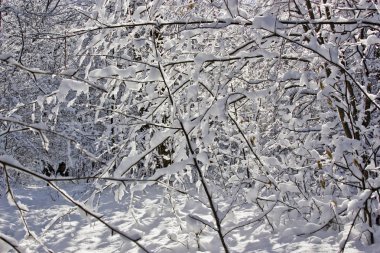 Rusya 'nın güneyinde, Adygea Cumhuriyeti dağlarında, harika yürüyüşler ve günlük geziler yapma zamanı..