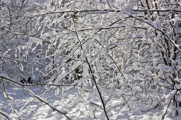 Hiver Dans Sud Russie Dans Les Montagnes République Adygea Temps — Photo