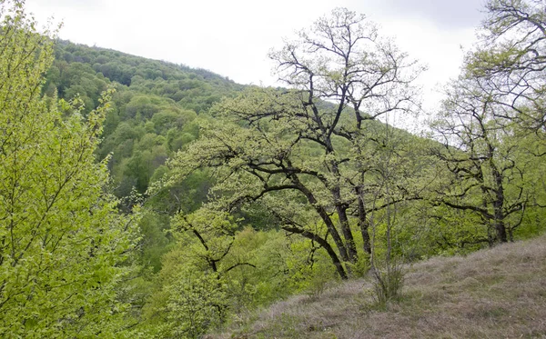Verbazingwekkende Natuurlijke Wereld Van Republiek Adygea Gelegen Noordelijke Kaukasus Trekt — Stockfoto