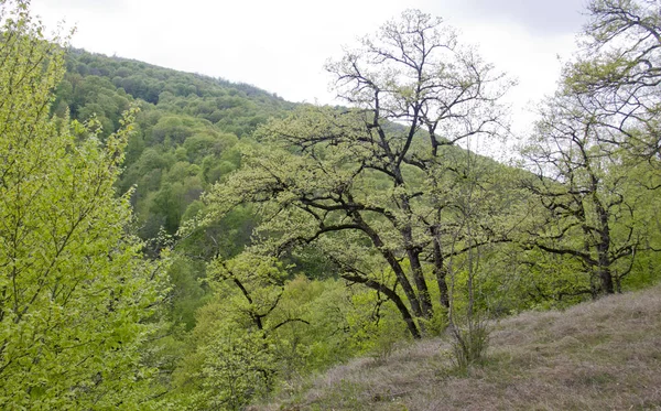 Die Erstaunliche Natürliche Welt Der Republik Adygea Nordkaukasus Gelegen Zieht — Stockfoto