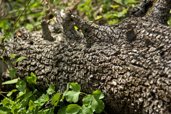 Verbazingwekkende Natuurlijke Wereld Van Republiek Adygea Gelegen Noordelijke Kaukasus Trekt — Stockfoto