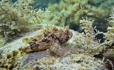 Konum Rusya, Krasnodar Bölgesi, Burun Bolşoy Utrişi