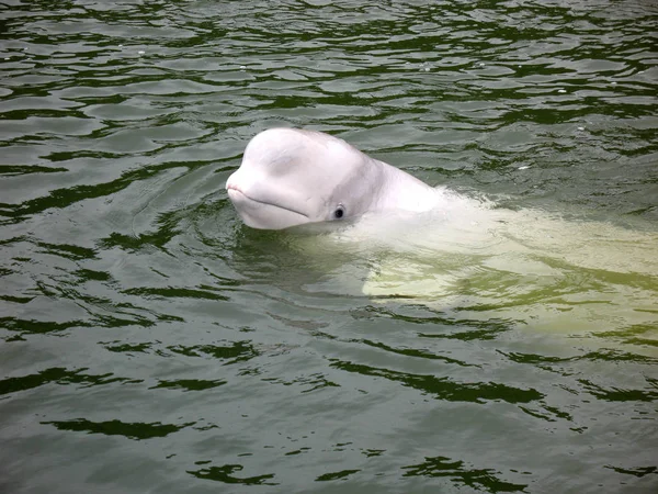 Baleia Beluga Chamada Golfinho Oceano Esta Espécie Golfinho Polar Cujo — Fotografia de Stock