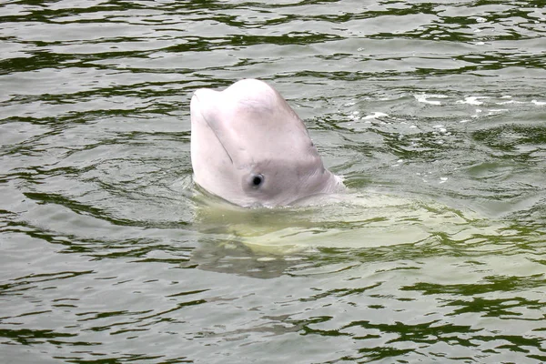 Beluga Whale Called Ocean Dolphin Species Polar Dolphin Whose Habitat — Stock Photo, Image