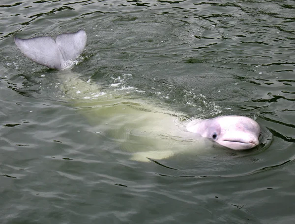 Baleia Beluga Chamada Golfinho Oceano Esta Espécie Golfinho Polar Cujo — Fotografia de Stock