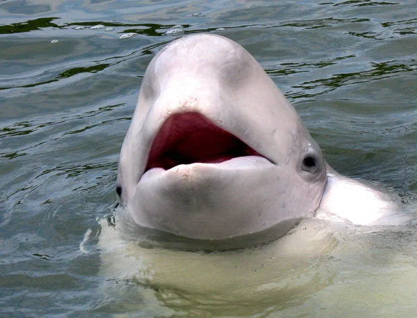 Beluga Whale Called Ocean Dolphin Species Polar Dolphin Whose Habitat — Stock Photo, Image