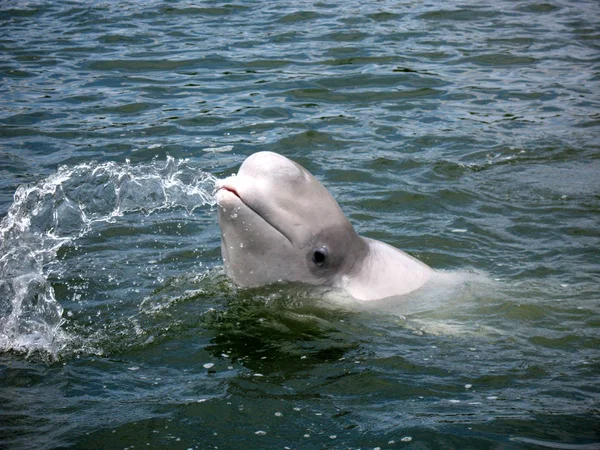 Questa Specie Delfino Polare Cui Habitat Trova Nei Mari Dell — Foto Stock