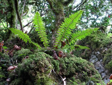 Krasnodar Bölgesi Absheron bölgesi, Mezmay köyü, Rusya