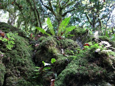 Krasnodar Bölgesi Absheron bölgesi, Mezmay köyü, Rusya