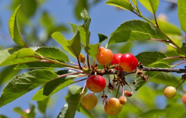 konum-Rusya, güney, Krasnodar Bölgesi