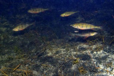 konum-Rusya, Krasnodar Bölgesi, Ust-Labinsk şehri