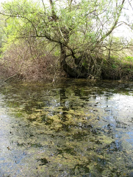 Ubicación Sur Rusia Naturaleza Las Regiones Del Sur Bastante Diversa — Foto de Stock