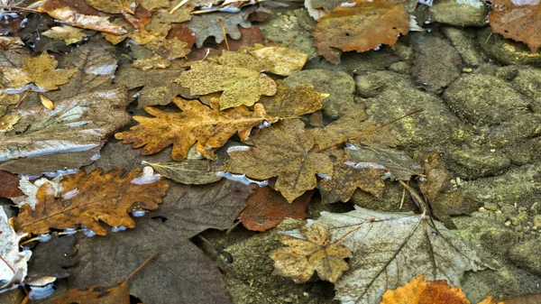 Automne Dans Les Montagnes Est Frappant Par Beauté Tranquille Location — Photo