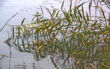 konum-Krasnodar Bölgesi, çakıl taşlarının çıkarılması için taş ocakları.