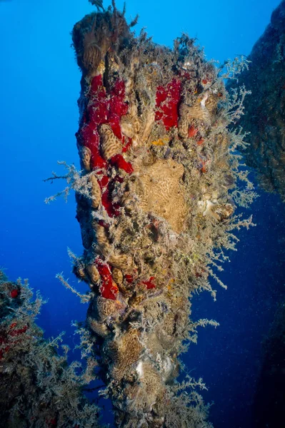 Diving in the Mediterranean Sea, Turkey, a district of the city of Kemer.\