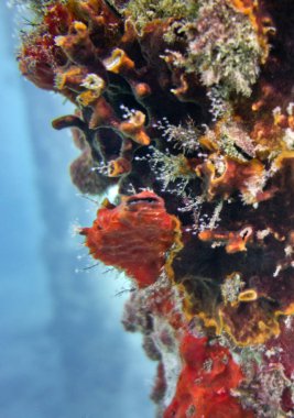 Akdeniz 'de şnorkelle yüzmek. Türkiye, Beldibi bölgesi.