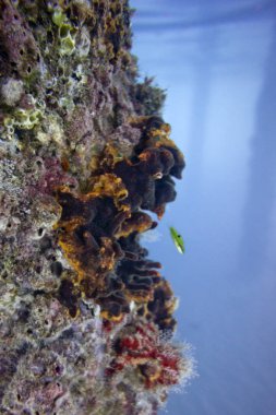 Akdeniz 'de şnorkelle yüzmek. Türkiye, Beldibi bölgesi.