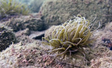 Akdeniz 'de şnorkelle yüzmek. Türkiye, Beldibi bölgesi.