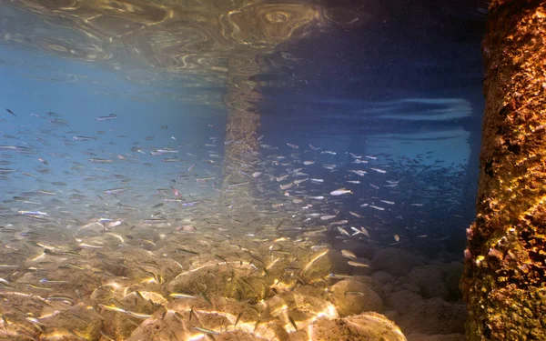 Plongée Avec Tuba Mer Méditerranée Turquie Région Beldibi — Photo