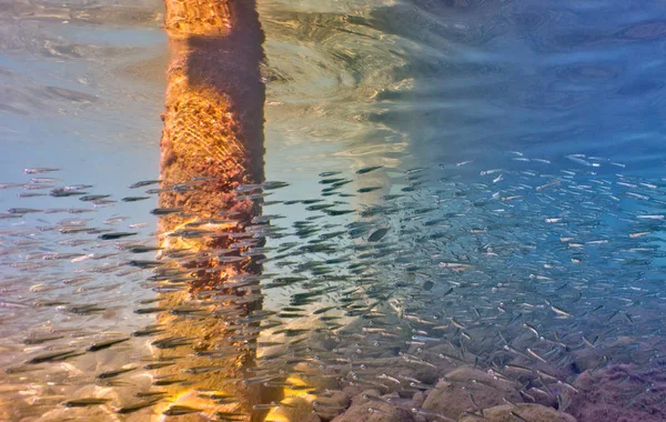 Сноркелинг Средиземном Море Турция Бельдиби — стоковое фото