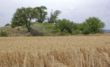 Krasnodar Bölgesi Rusya 'nın ekmek sepetidir. Bölgenin% 60 'tan fazlası tarımsal ekinlerle kaplı tarlalardır..