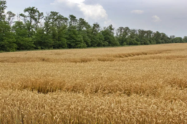 Krasnodar Territory Breadbasket Russia More Territory Fields Agricultural Crops — Stock Photo, Image