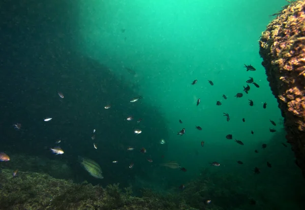 Подводный Мир Черного Моря — стоковое фото