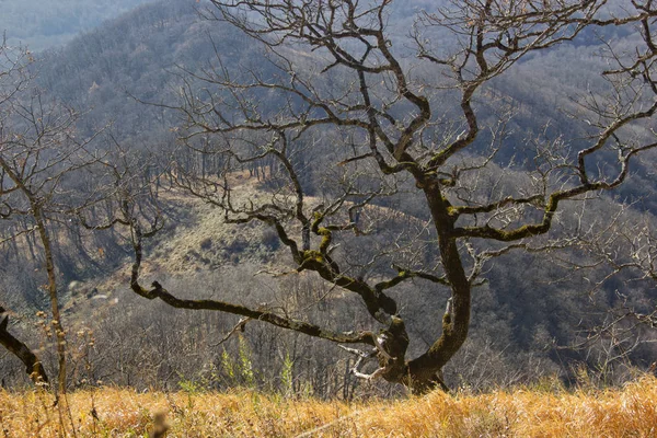 Caminhadas Dia Cáucaso Norte Irão Apresentá Vida Selvagem Lugares Incríveis — Fotografia de Stock