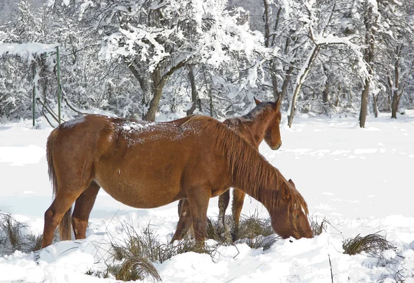 Winter hiking in the mountains are health-improving and educational in nature. Location-Republic of Adygea.