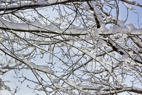 Escursioni Invernali Montagna Sono Salutari Educative Natura Ubicazione Repubblica Adygea — Foto Stock