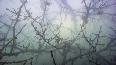 Uzak dağ göllerine dalmak nadir ve aşırı bir olgudur. Konum - Rusya, Krasnodar Bölgesi