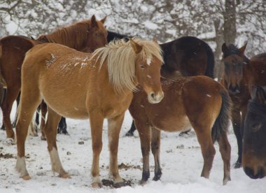 Adygea Cumhuriyeti konumu. Kuzey Kafkasya 'da kışın doğa özellikle güzeldir..