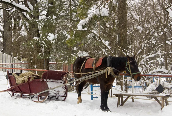 Ubicazione Repubblica Adygea Inverno Nel Caucaso Settentrionale Natura Particolarmente Bella — Foto Stock