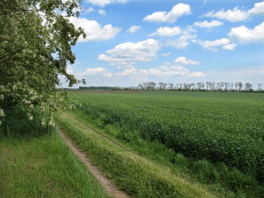 Yer Rusya, Krasnodar Bölgesi, Ust-Labinsky Bölgesi. Rusya 'nın güneyi tarımın ve buğday, çavdar, mısır gibi tahıl ürünlerinin yetiştirildiği ana bölgedir..